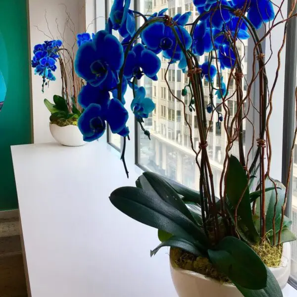 Blue Orchid Flower Care: 20 Expert Do’s, Don’ts & Fixes