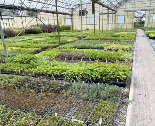 Plant Nursery Insurance: 20 Best Expert Tips for Protection