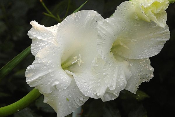 White Gladioli: 20 Expert Hacks Beginners Must Try Today!