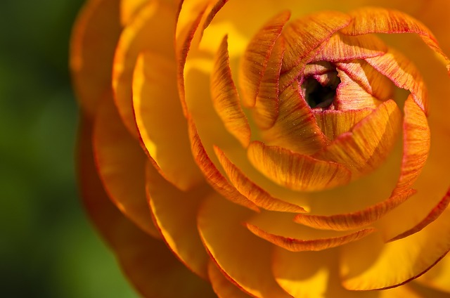 ranunculus 720342 640