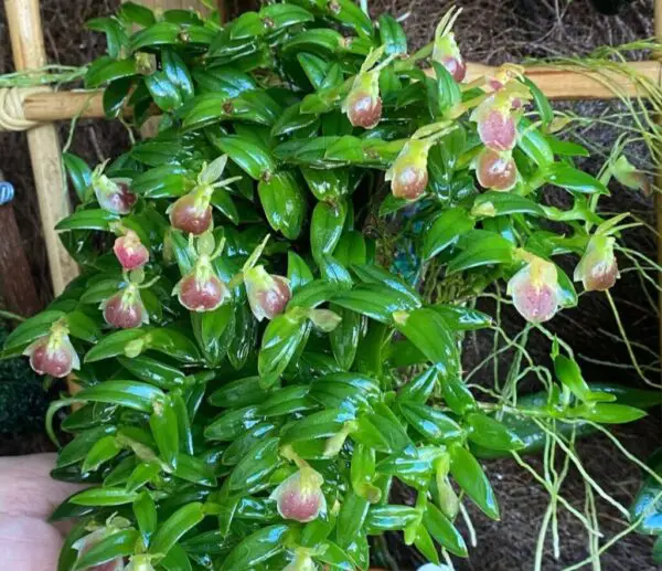 Epidendrum Porpax Orchid: 10 Expert Fixes for Common Issues,