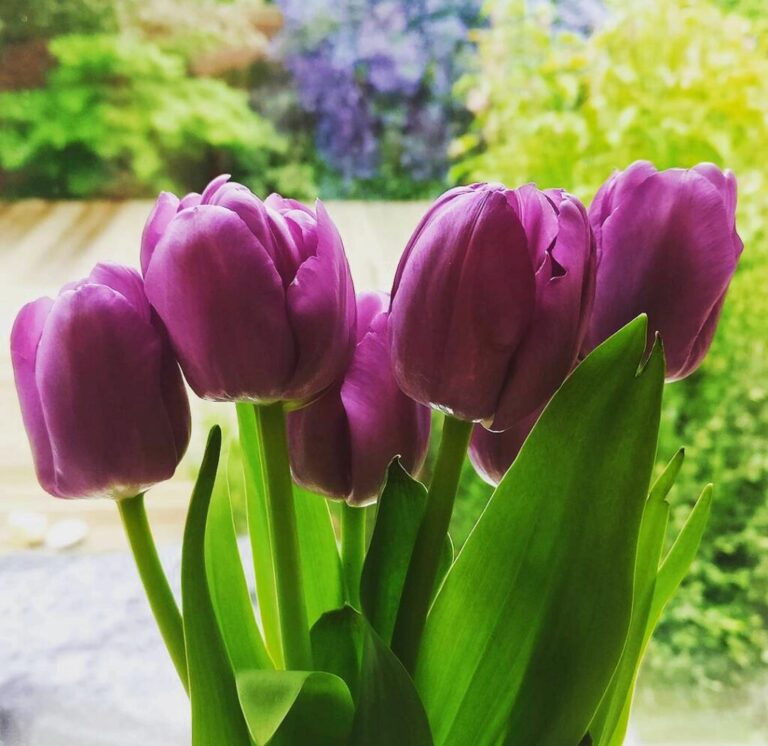 Purple Tulips: 20 Best Ways to Grow Them at Home