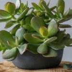 Tillandsia Ionantha: 20 Best Tips for Lush Growth