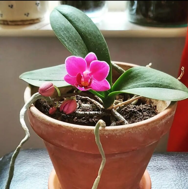 Reblooming Orchids: 10 Expert Secrets for Stunning Flowers Again