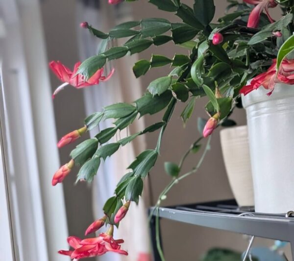 Epiphytic Plants: 20 Best Tree-Dwellers for Home & Garden