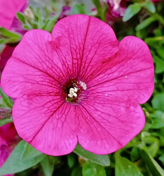 Petunia Flower Seeds: 20 Easy Steps for Beginners' Success