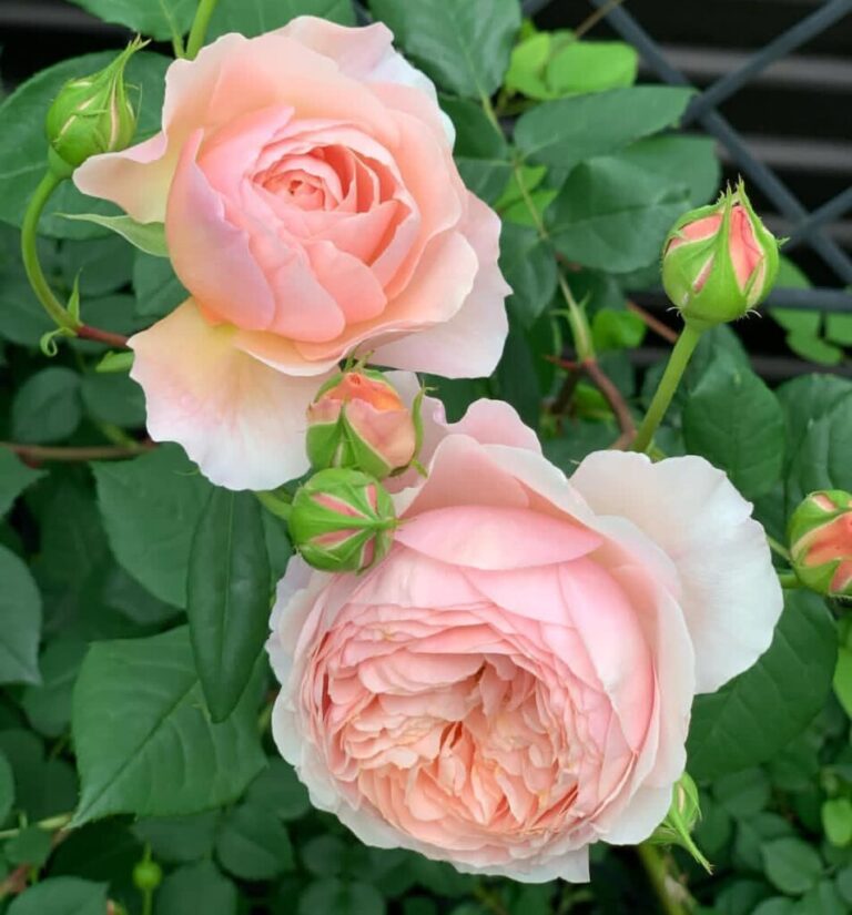 David Austin Climbing Rose:  20 Best Expert Picks for Your Garden