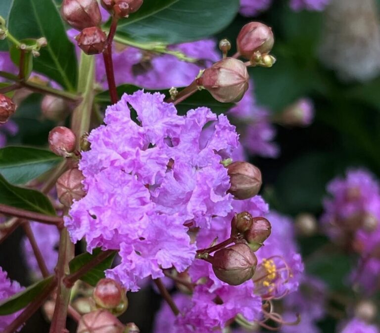 Crepe Myrtle Pruning: 20 Expert Dos and Don’ts to Know