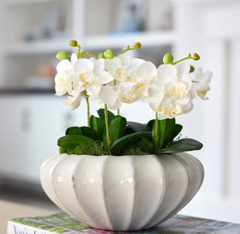 Mini Orchid Repotting: 20 Best Dos and Don’ts Every Grower Must Know”