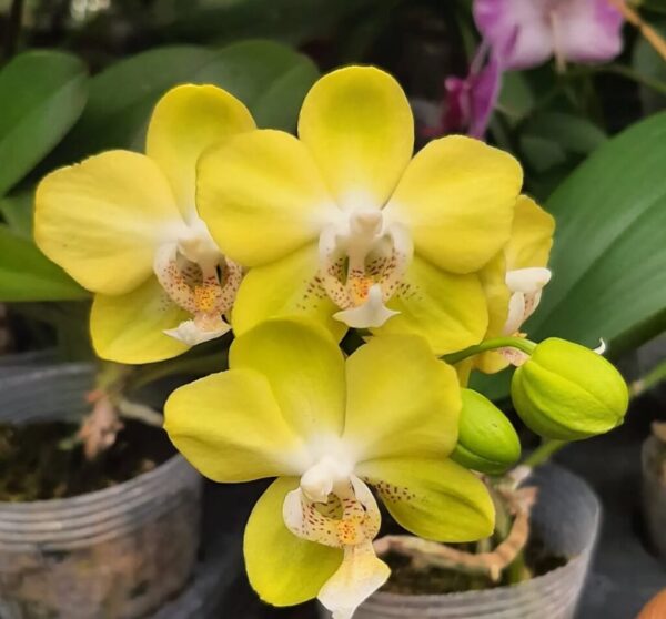 Moth Orchids: 20 Expert Dos and Don’ts to Grow Right