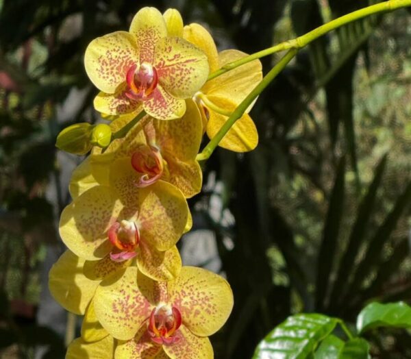 Epiphytic Plants: 20 Best Tree-Dwellers for Home & Garden