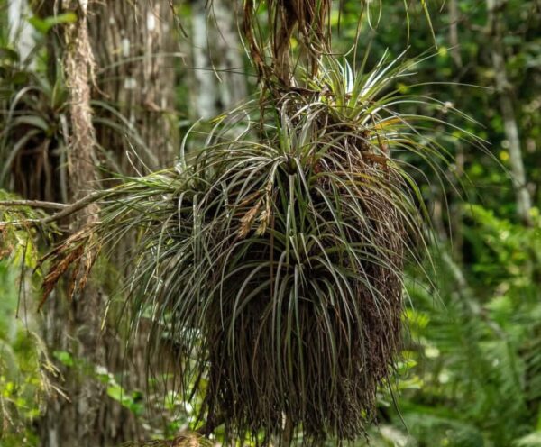 Epiphytic Plants: 20 Best Tree-Dwellers for Home & Garden
