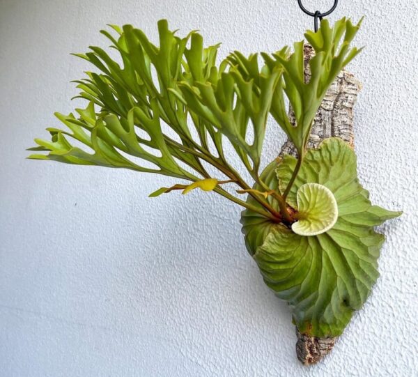 Epiphytic Plants: 20 Best Tree-Dwellers for Home & Garden