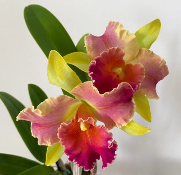 Epiphytic Plants: 20 Best Tree-Dwellers for Home & Garden