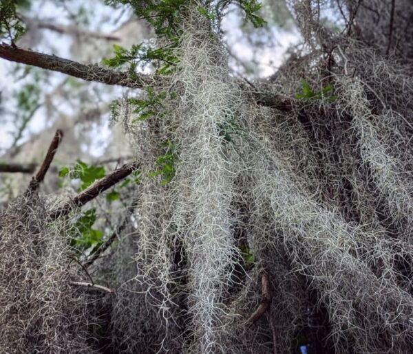 Epiphytic Plants: 20 Best Tree-Dwellers for Home & Garden