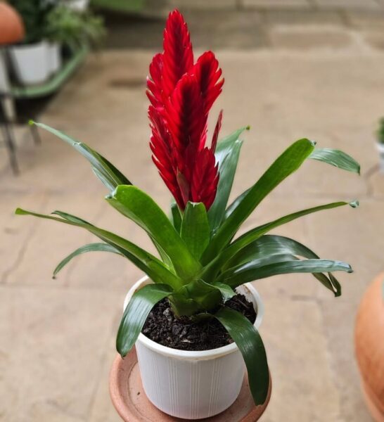 Epiphytic Plants: 20 Best Tree-Dwellers for Home & Garden