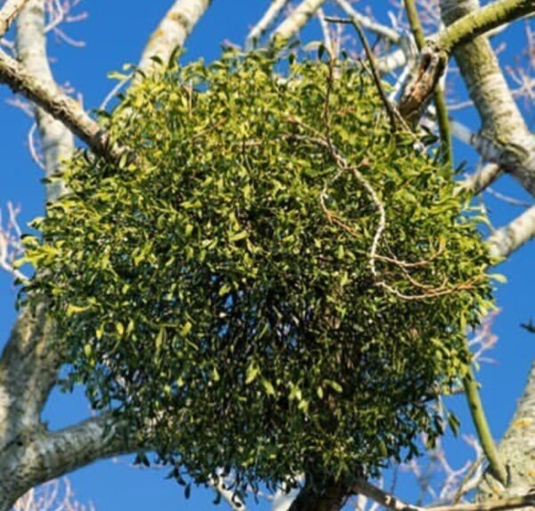 Epiphytic Plants: 20 Best Tree-Dwellers for Home & Garden