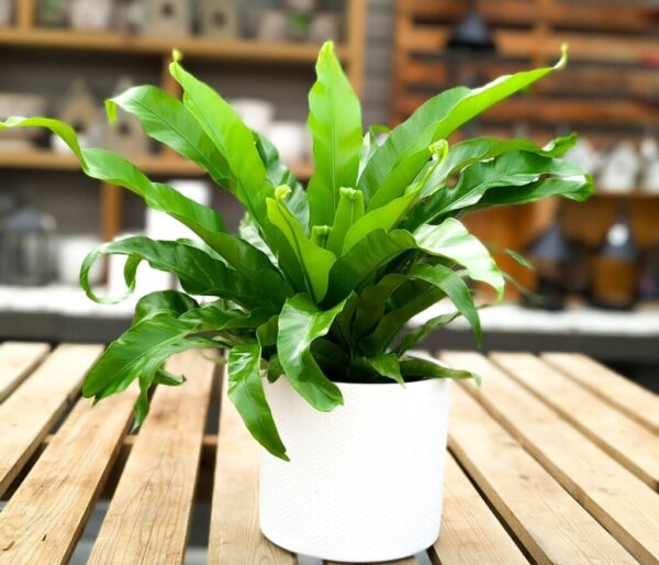 Epiphytic Plants: 20 Best Tree-Dwellers for Home & Garden
