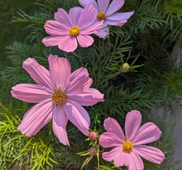 Cosmos Flower: 20 Best Growing Tips Every Gardener Needs