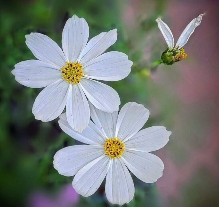 Cosmos Flower: 20 Best Growing Tips Every Gardener Needs