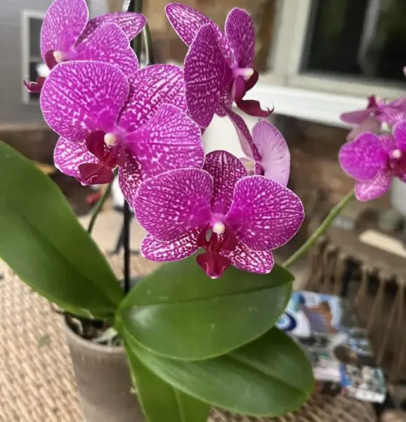 The Truth About Repotting Orchids101 : Why They Die & How to Save Them