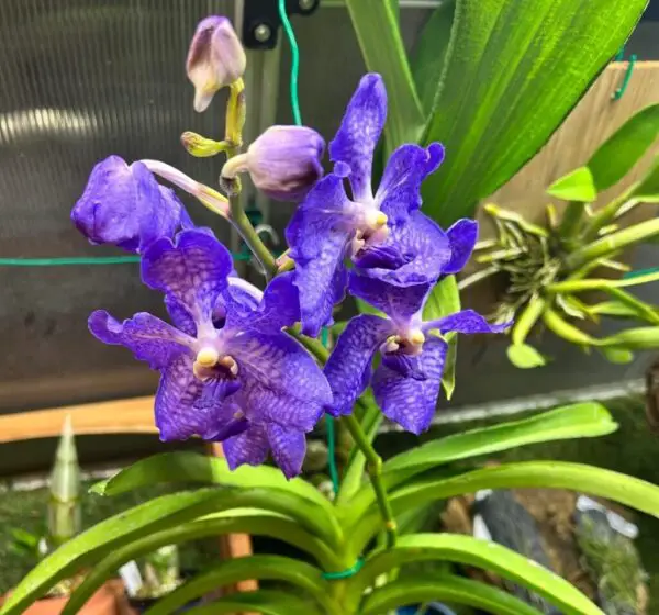 Vanda coerulea: 20 Expert Tips to Help Yours Bloom Early