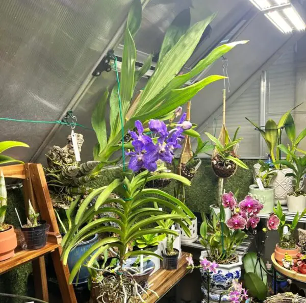 Vanda coerulea: 20 Expert Tips to Help Yours Bloom Early
