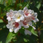 abelia-2596478_640