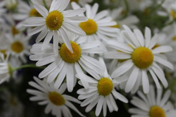 Chamomile Flower Bouquet: 20 Best DIY Ideas to Try