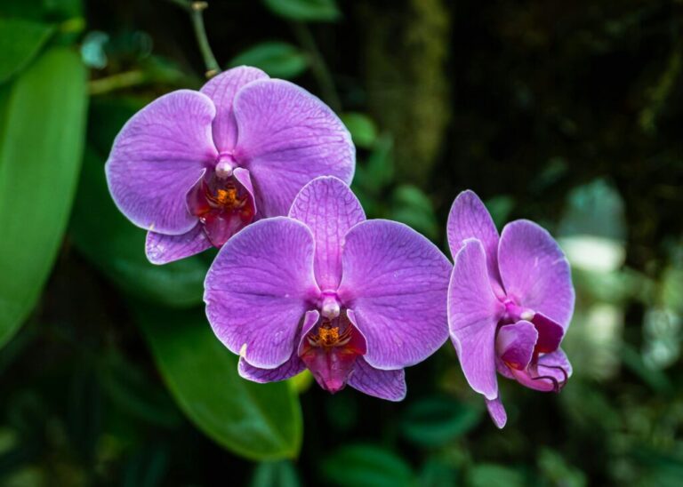 Moth Orchids: 20 Expert Dos and Don’ts to Grow Right