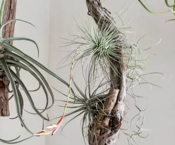 Tillandsia Fuchsii: 20 Best Care Tips to Keep It Thriving Tillandsia Fuchsii: 20 Best Care Tips to Keep It Thriving