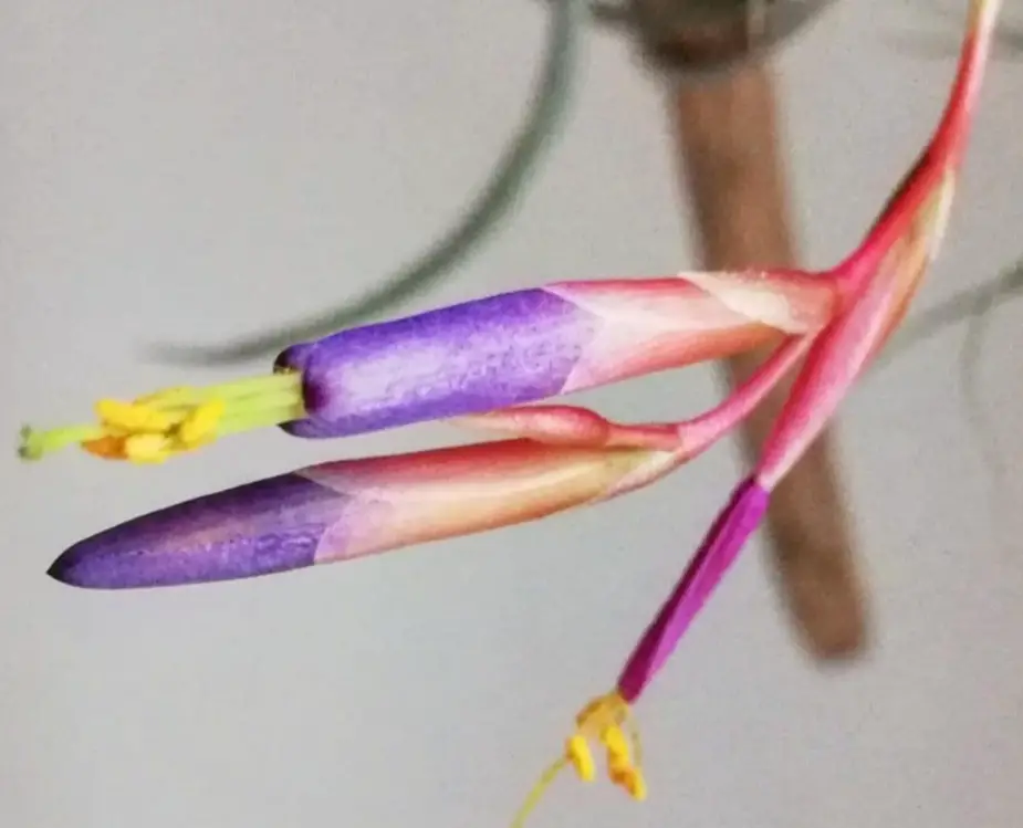 Tillandsia Fuchsii: 20 Best Care Tips to Keep It Thriving Tillandsia Fuchsii: 20 Best Care Tips to Keep It Thriving