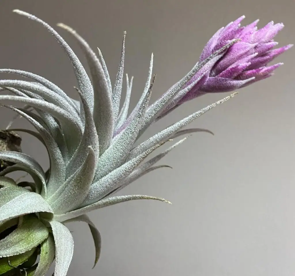 Tillandsia Gardneri: 20 Best Expert Tips to Grow It Right