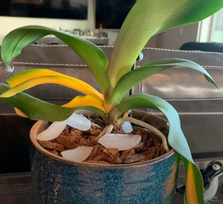 How to Identify and Fix Orchid Leaves Turning Yellow