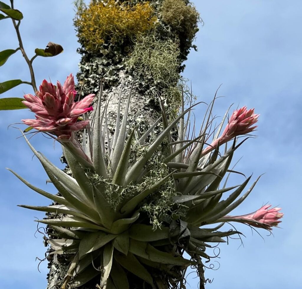 Tillandsia Gardneri: 20 Best Expert Tips to Grow It Right