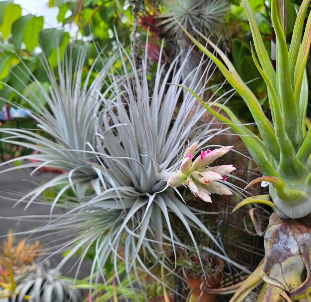 Tillandsia Gardneri: 20 Best Expert Tips to Grow It Right