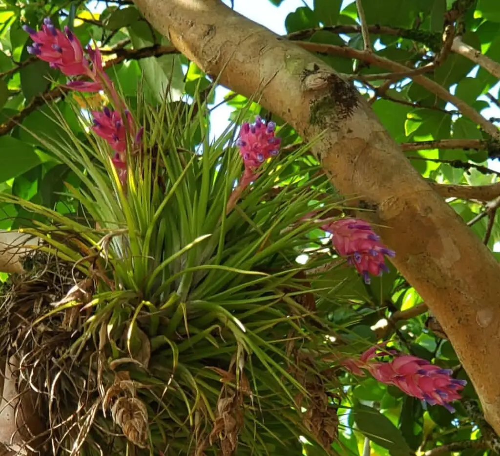 Tillandsia Stricta: 20 Common Mistakes & & the Best Ways to Fix Them Tillandsia Stricta: 20 Common Mistakes & & the Best Ways to Fix Them