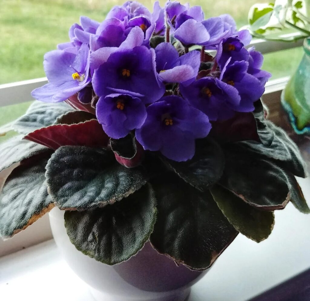 Violet Care: 20 Expert Tips to Make It Bloom Again After Nursery