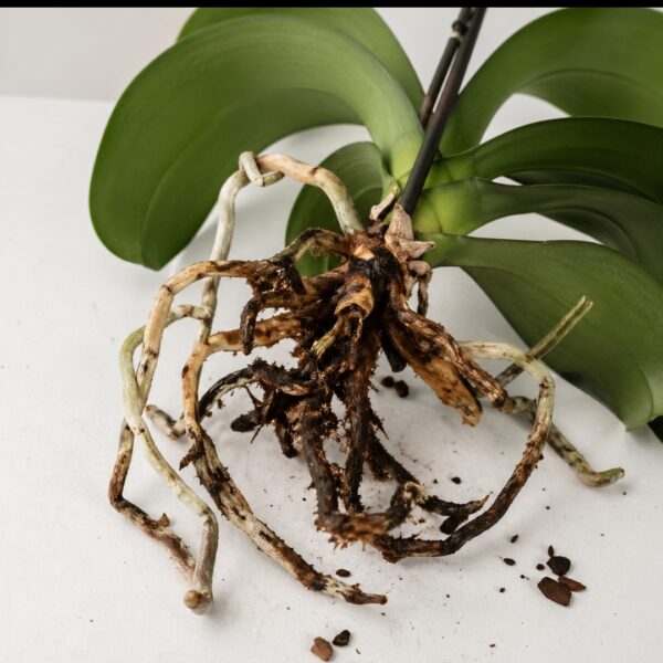 Orchid Root Rot? Here's the #1 Secret That Experts Won't Tell You