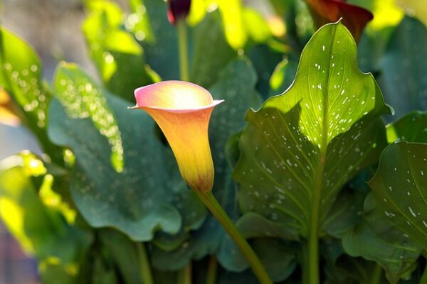 Calla Lily Care: 20 Expert Secrets for Stunning Flowers