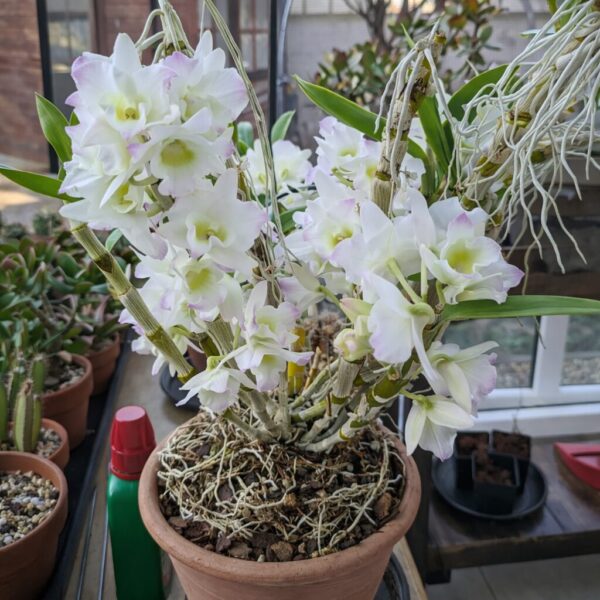 DIY Orchid Fertilizer 101: Supercharge Growth with Proven Recipes for Various Varieties.