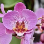 flower-4243681_640