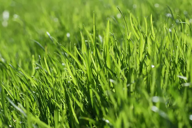 grass 666284 640