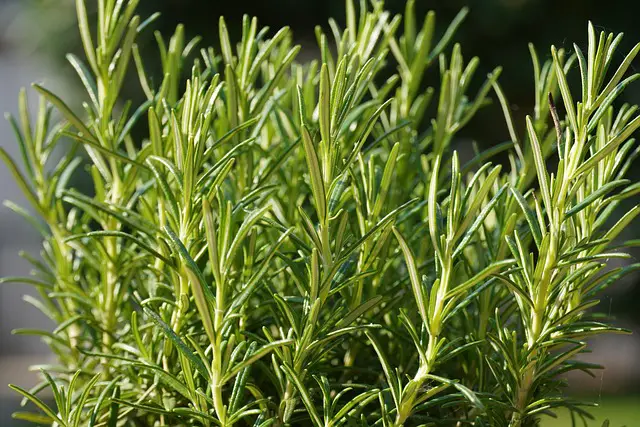 Rosemary uses: 20 benefits and expert tips to try today