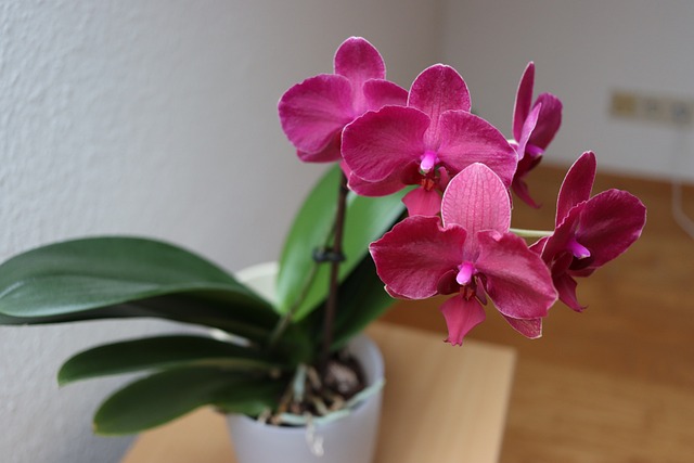How To Care For An Orchid: 20 Best Summer Problems Solved How To Care For An Orchid: 20 Best Summer Problems Solved
