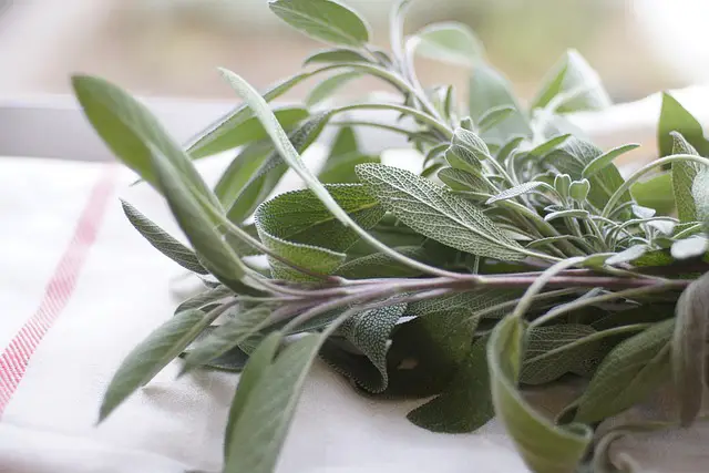Sage: 20 Expert Ways To Use This Magical Herb Sage: 20 Expert Ways To Use This Magical Herb