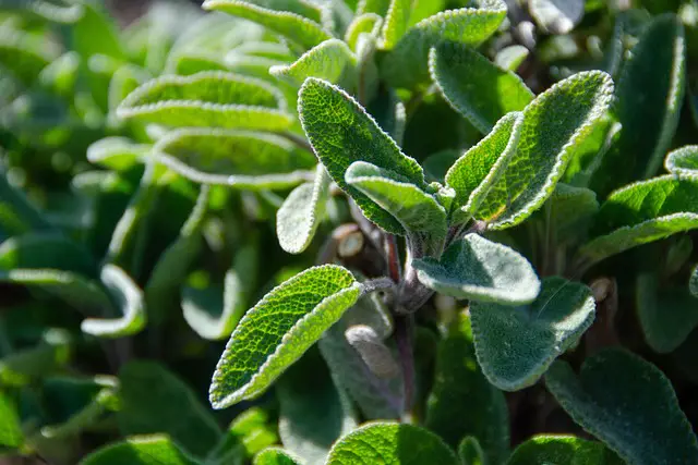 Sage: 20 Expert Ways To Use This Magical Herb