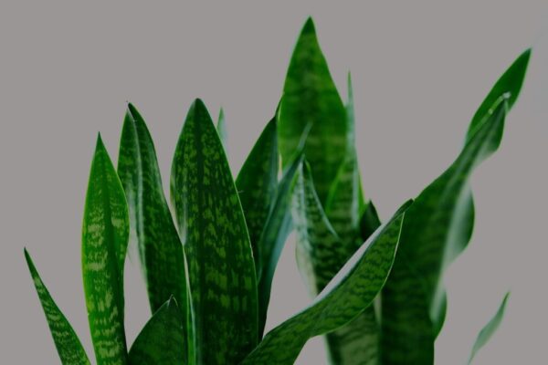 Indoor Low Light Plants: 20 Best Easy Shade Growers