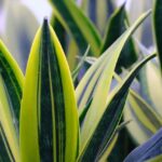 sansevieria-7385720_640