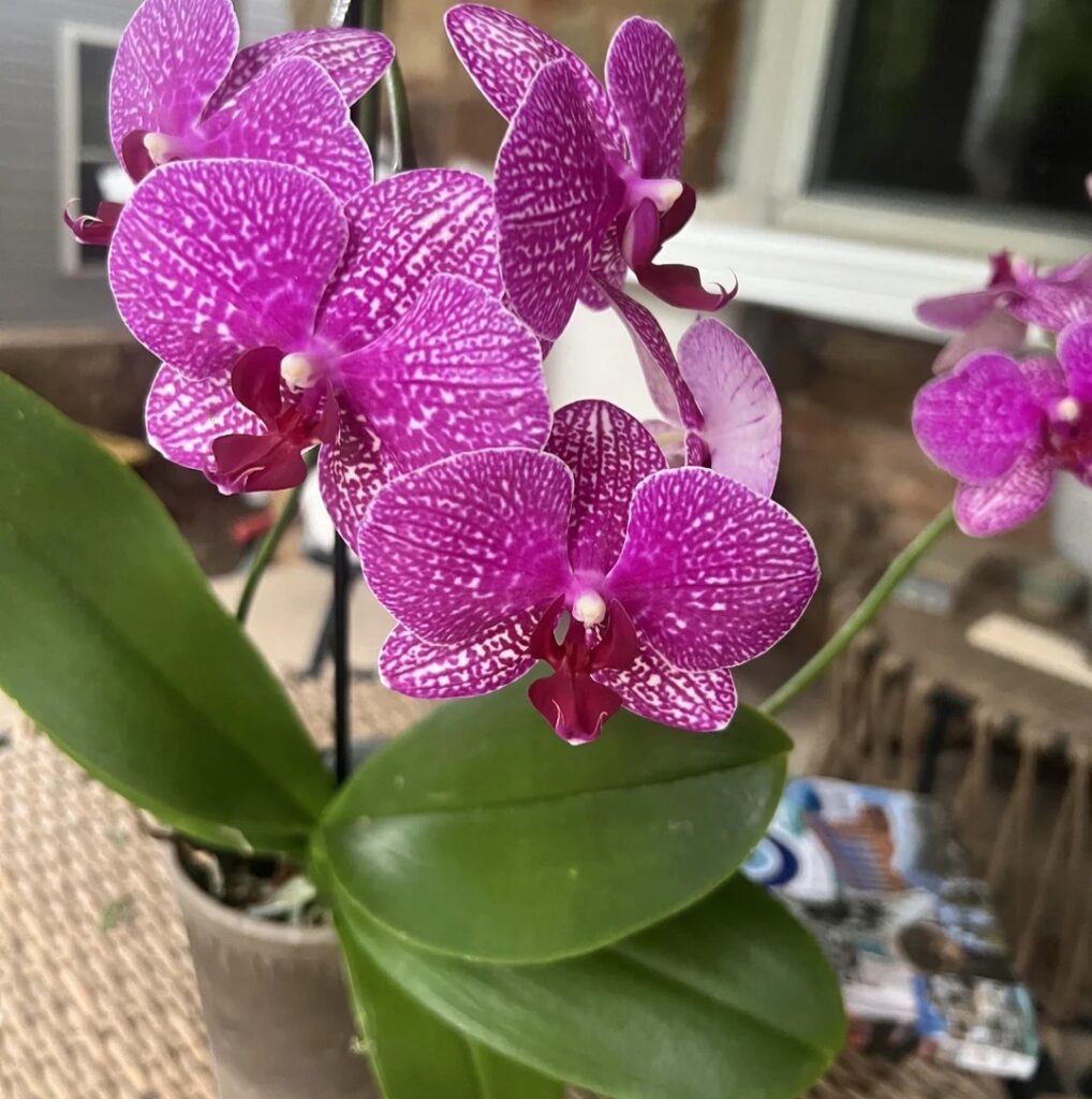 Orchid Seeds vs Plants: 10 Best Tips for Buyers Orchid Seeds vs Plants: 10 Best Tips for Buyers